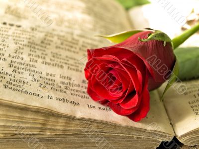 red rose