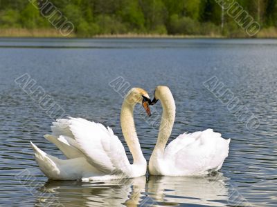 Two white swans