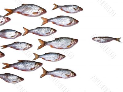 fish group all by itself