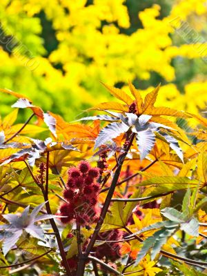 red plant in autumn