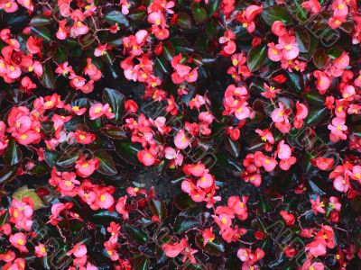 pink begonia flowers