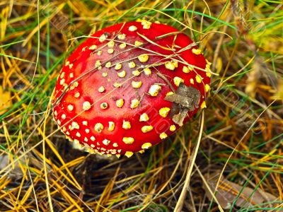 fly agaric