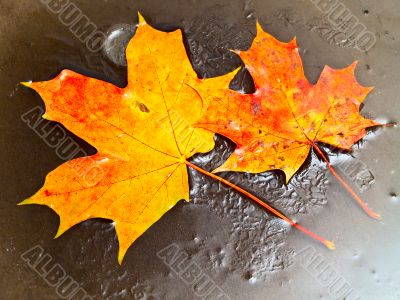 maple leaves in ice
