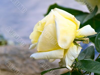 beautiful rose