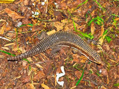 Lizard