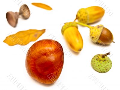 chestnut and acorns