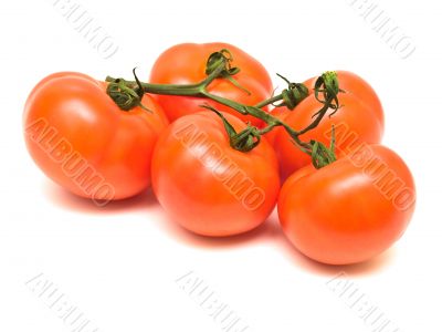 tomatoes