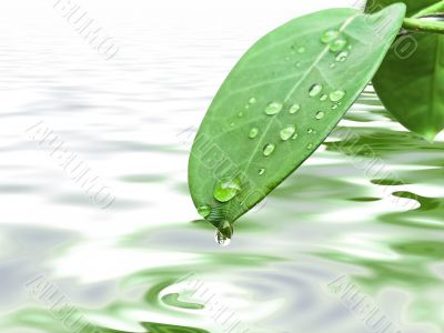 green leave with drops