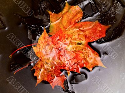 maples leaves in water and ice