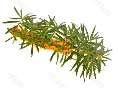 sea-buckthorn