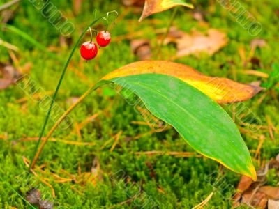 red berries