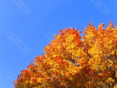 Orange maple