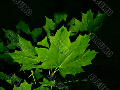 maple