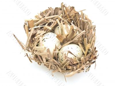 bird nest