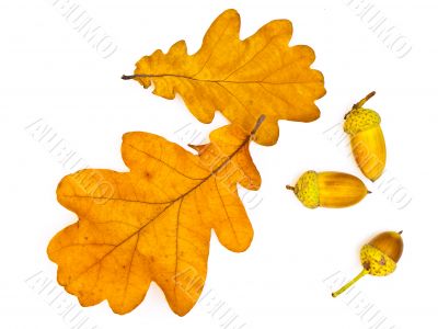 oak leaves and acorns