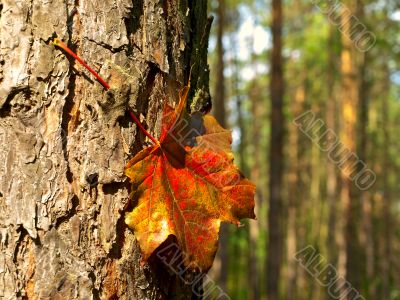 maple red leaf at the bark