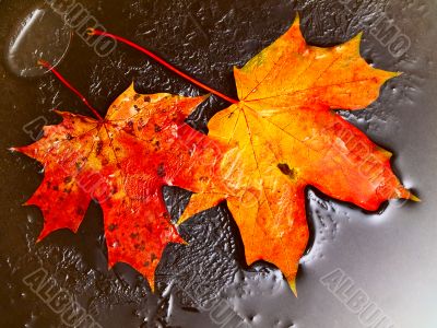 orange maple leaves in ice