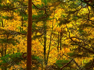 Autumn forest background
