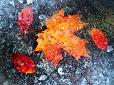 Frozen autumn leaves