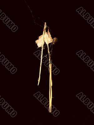 fir-needle