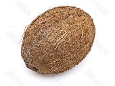 coconut