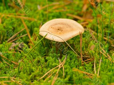 mushroom in the moss