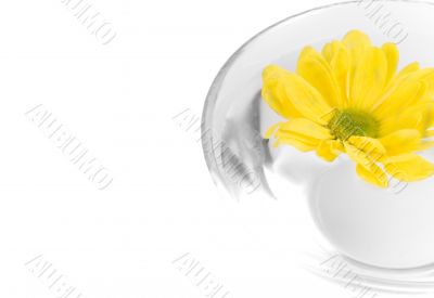 yellow flower