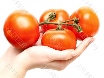 tomatoes in hands