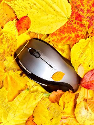 autumn mouse