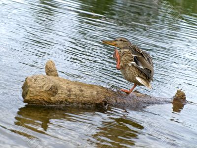 duck at the wooden log