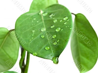 green leave with drops