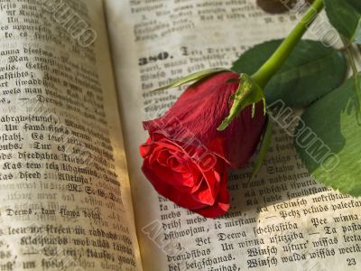 red rose