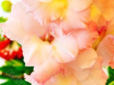 pink gladiolus