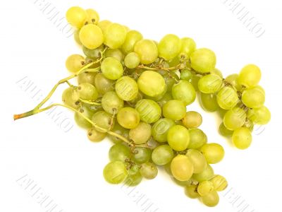 green grape vine