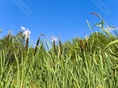 bulrush