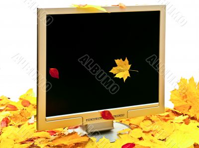 autumn monitor