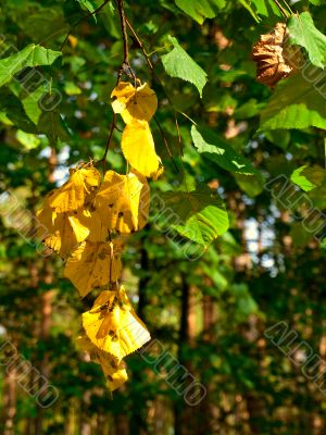 yellow leaves branch