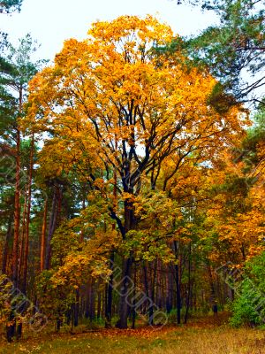 Big maple