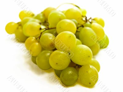 green grape vine