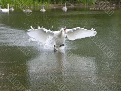 flying under water
