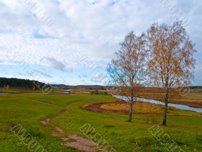 two birch