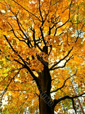 Yellow maple