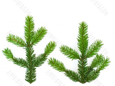 fir