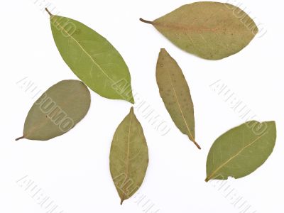 bay leaves