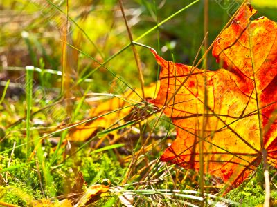 autumn orange leaf