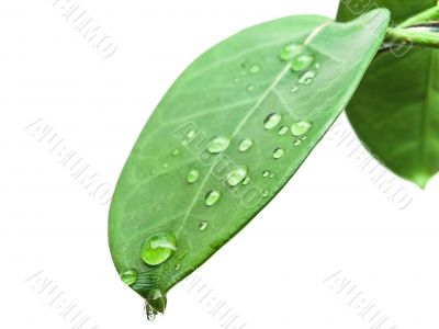 green leave with drops