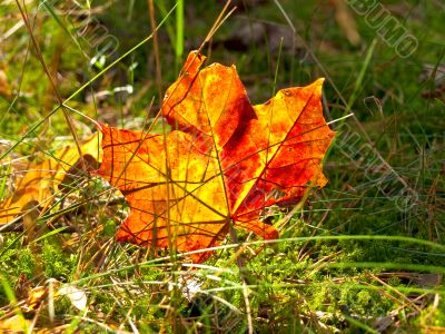 red maple leaf