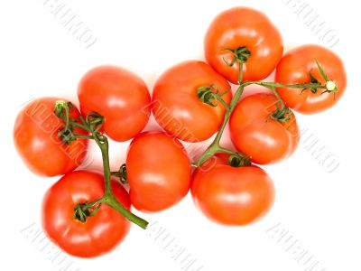 tomatoes
