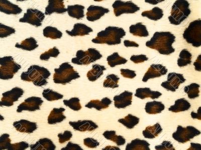 leopard background