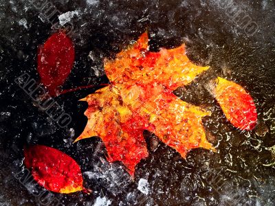 autumn leaves in ice